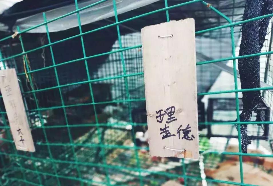 被“致富经”忽悠养殖野鸡，没想到失败以后反而成了番茄大王