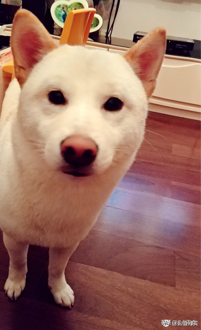 柴犬吃的狗粮推荐,柴犬推荐吃的狗粮品种