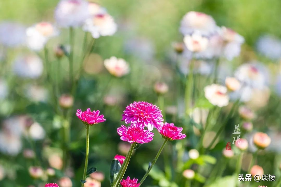 春风十里不如你，这些花海在国庆节期间盛放，不要错过了