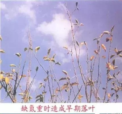 苹果树缺什么药,苹果树都有什么病怎么治