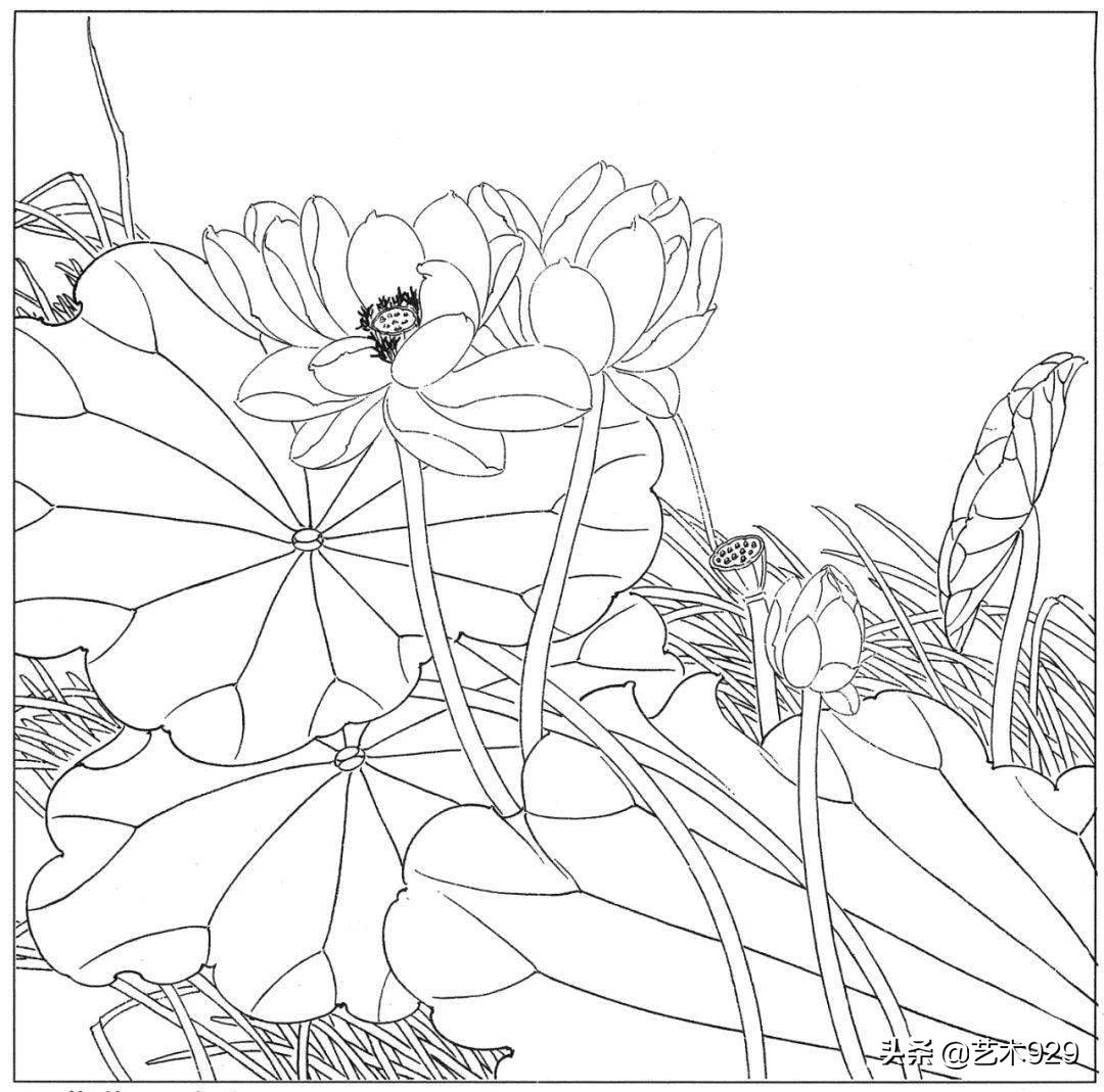 适合初学者的荷花白描画稿,荷花小品实用白描画稿