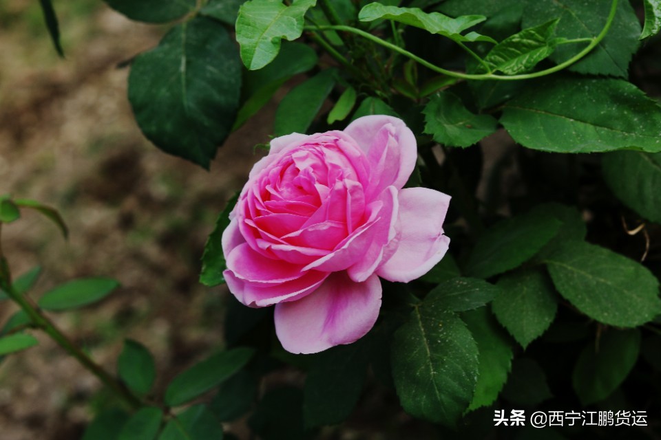 淡谈幸福生活,论幸福生活