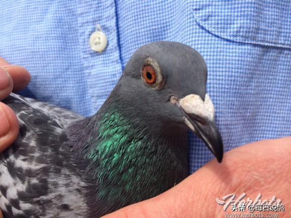 96年巴塞罗那比赛录像,2011年巴塞罗那五冠王