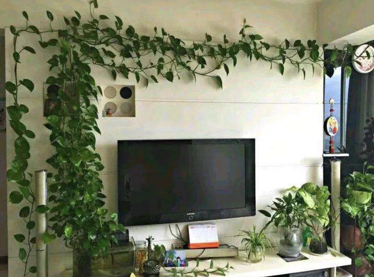 会爬墙的绿萝怎么养,绿萝爬墙经验