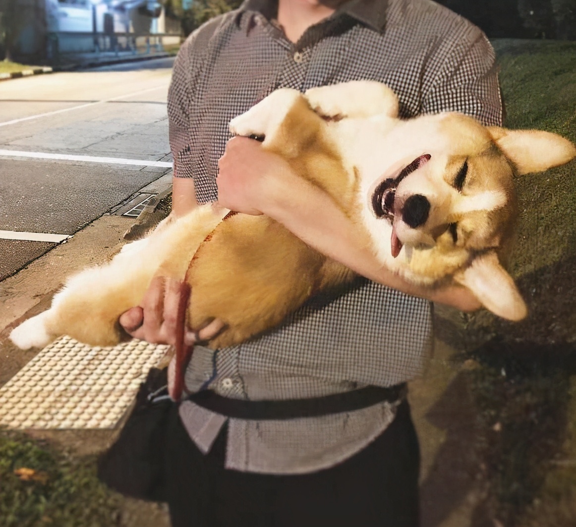 柯基一生必须经历的五个阶段,柯基活到最大年龄就离开了