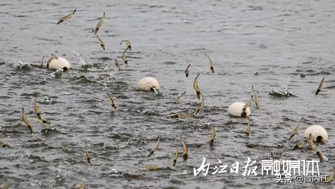 内江增长迅速,内江继续前进