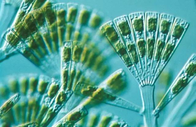 水产养殖藻类老化是怎样的,水产养殖显微镜下各种藻类