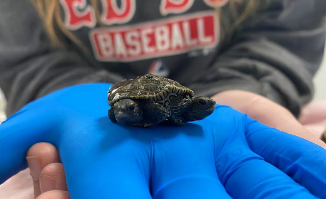 日本变异双头龟引发关注,日本现双头六腿龟