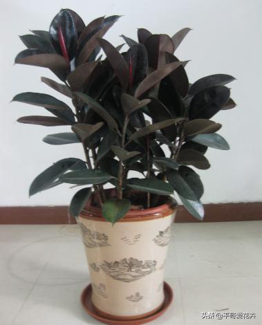 适合客厅养的植物吸甲醛,客厅什么盆栽好吸甲醛好养