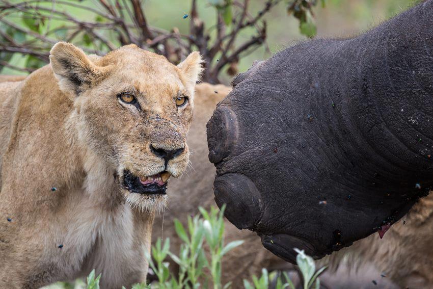 鬣狗猎杀小象,鬣狗攻击小象全过程