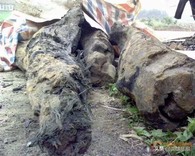 阴沉木为什么值钱,阴沉木到底哪些地方值钱