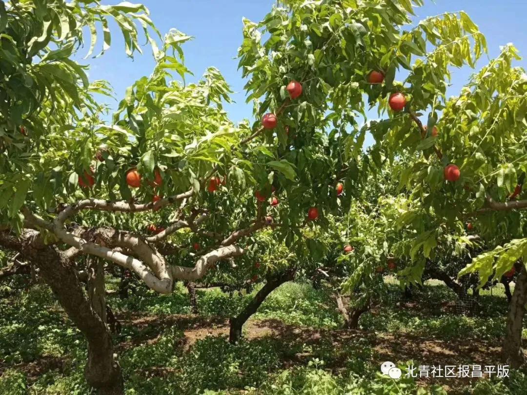 又到了采摘油桃的季节,油桃采摘季来袭你准备好了吗