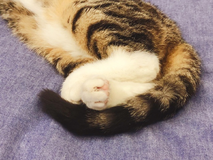 这些名贵的中华田园猫你都知道吗,田园猫哪个品种最稀少