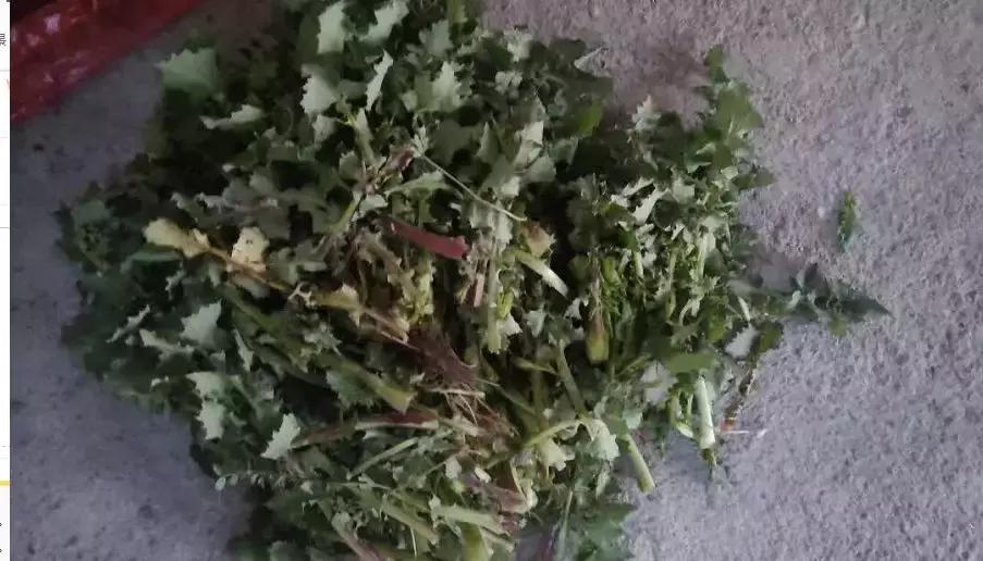 武穴又到挖野菜的时候了，江边好多人都在挖野菜，你吃了吗？