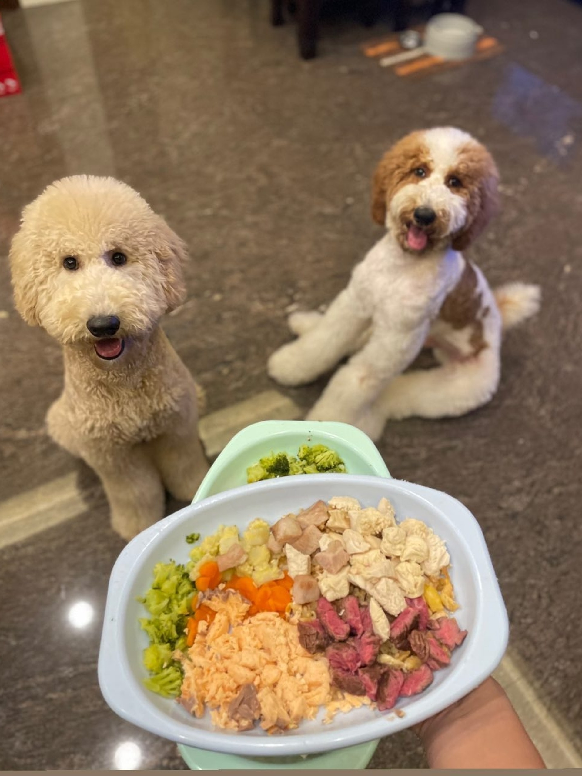 家里两只巨型贵宾犬,巨型贵宾犬发疯