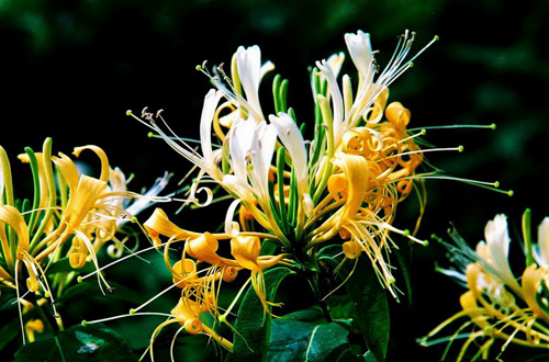 正宗章丘特产手打铁锅,山东章丘特产有哪些