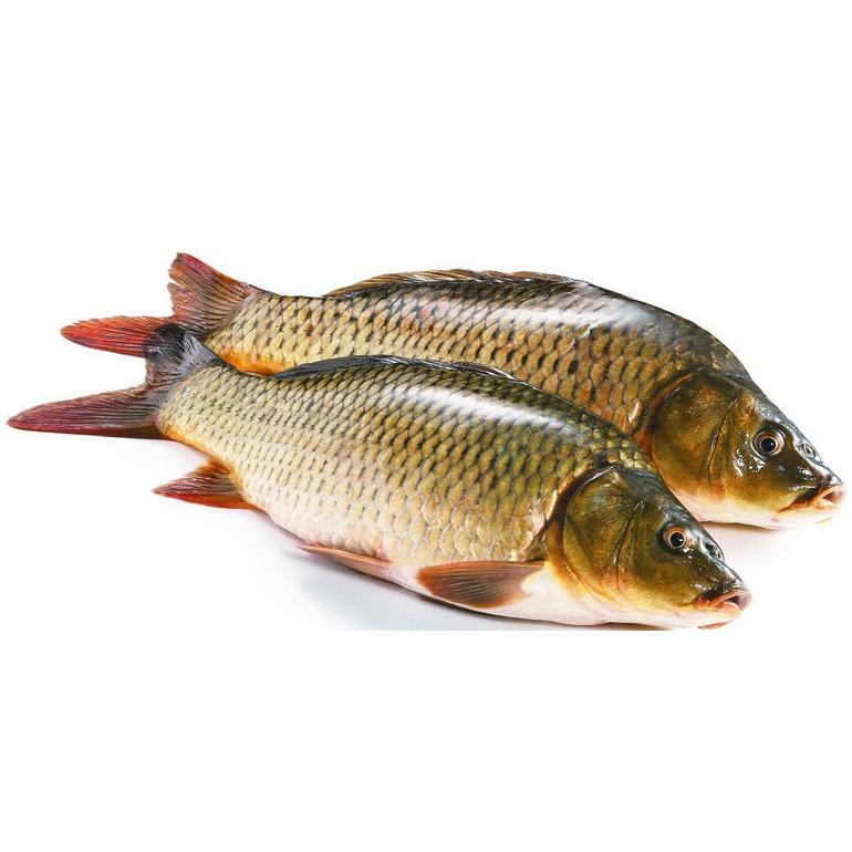 怎样成为钓鱼高手,如何成为钓鱼高手原神