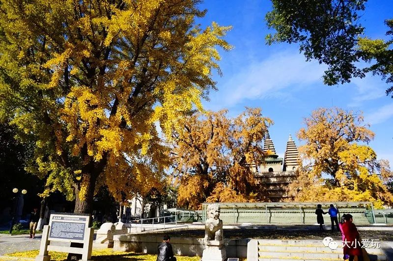 北京12处绝美的银杏林赏叶指南,北京银杏观赏地
