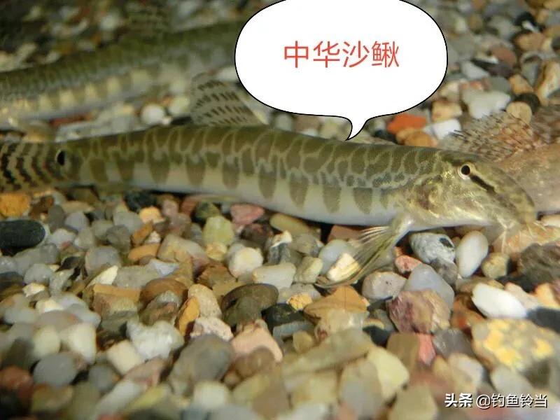 钓到一条怪鱼的视频,钓到一条怪鱼的图片