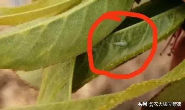 绿叶蝉危害图片,小绿叶蝉的缺点