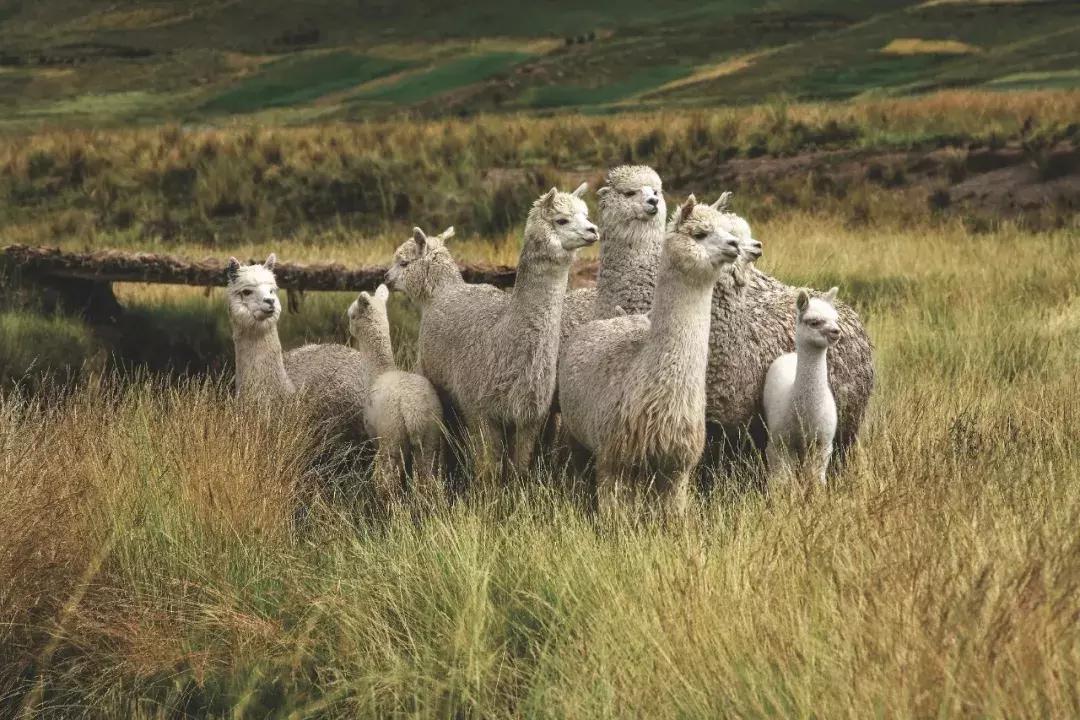 包括羊驼的十大神兽羊驼简介,羊驼神兽为什么吐口水