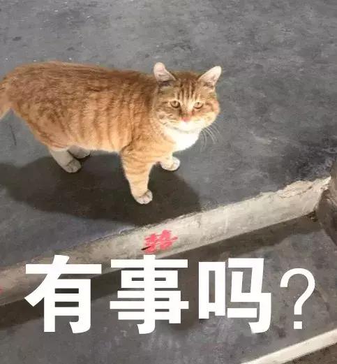 自从有了橘猫，我终于体会到什么叫“十橘九渣”！