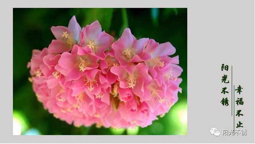 在瑞士买什么有纪念意义,在瑞士消费高