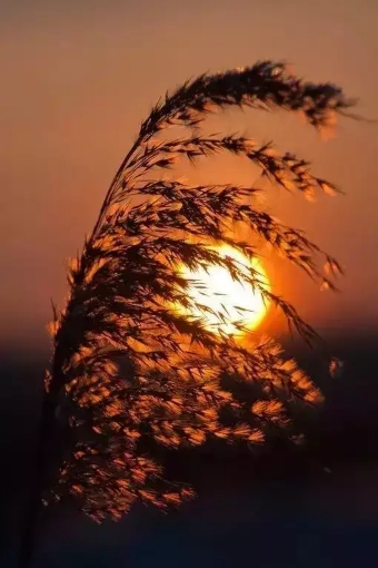 念你如昔美文,想你依旧念你如初美文