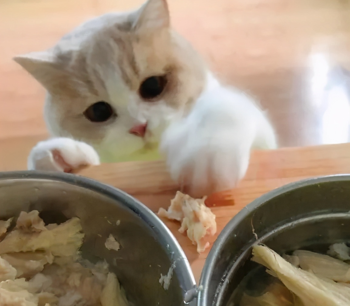 养猫人越早知道这些对猫咪越好,养猫技巧猫咪生活小常识猫咪饮食
