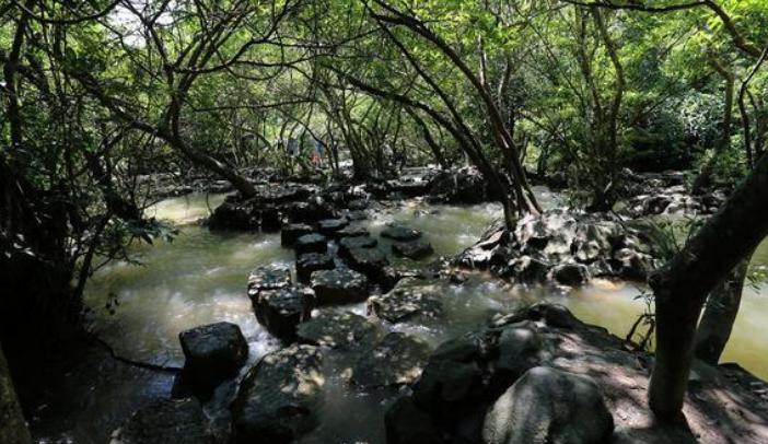 世界上最猛的蛇是不是黄蟒蛇,世界上体型最长的的八大蛇