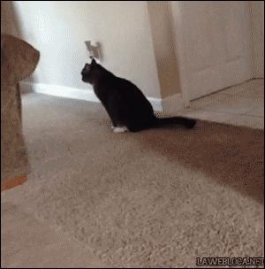 猫咪感染绦虫要消毒吗,猫咪驱绦虫吃什么药