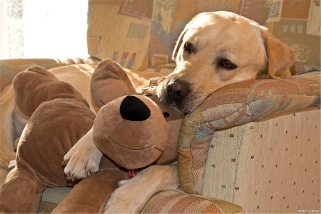 网评“无攻击性”的3种狗，性格温顺，养过的人都懂