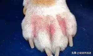 治疗犬皮肤病的土办法,宠物犬疾病的预防与治疗论文