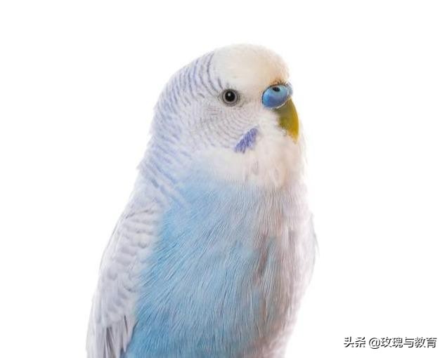 常见动物英语正确发音,常见动物英语单词跟读幼儿