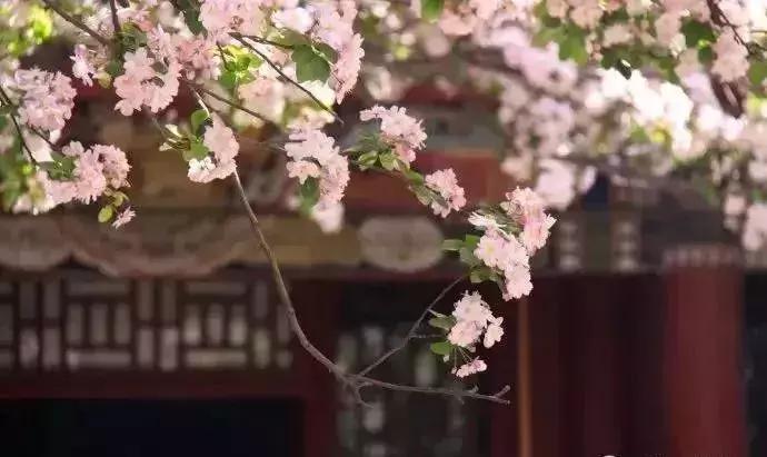 天津赏花好玩的公园,天津东丽湖哪里可以赏花