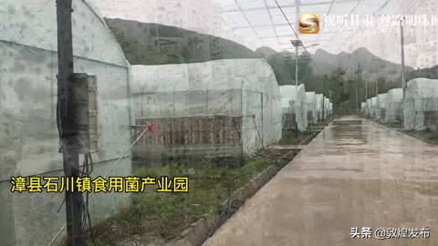 短视频|【决战决胜脱贫攻坚】漳县：小木耳化身致富“金耳朵”