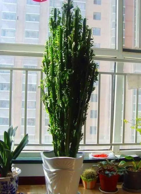 室内适合种植的盆栽可以净化空气,卧室内适合养的18种植物有哪些