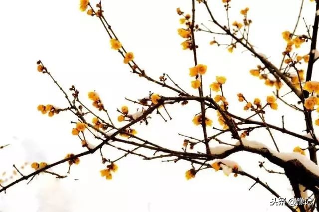 鄢陵腊梅哪里最好,鄢陵腊梅观赏