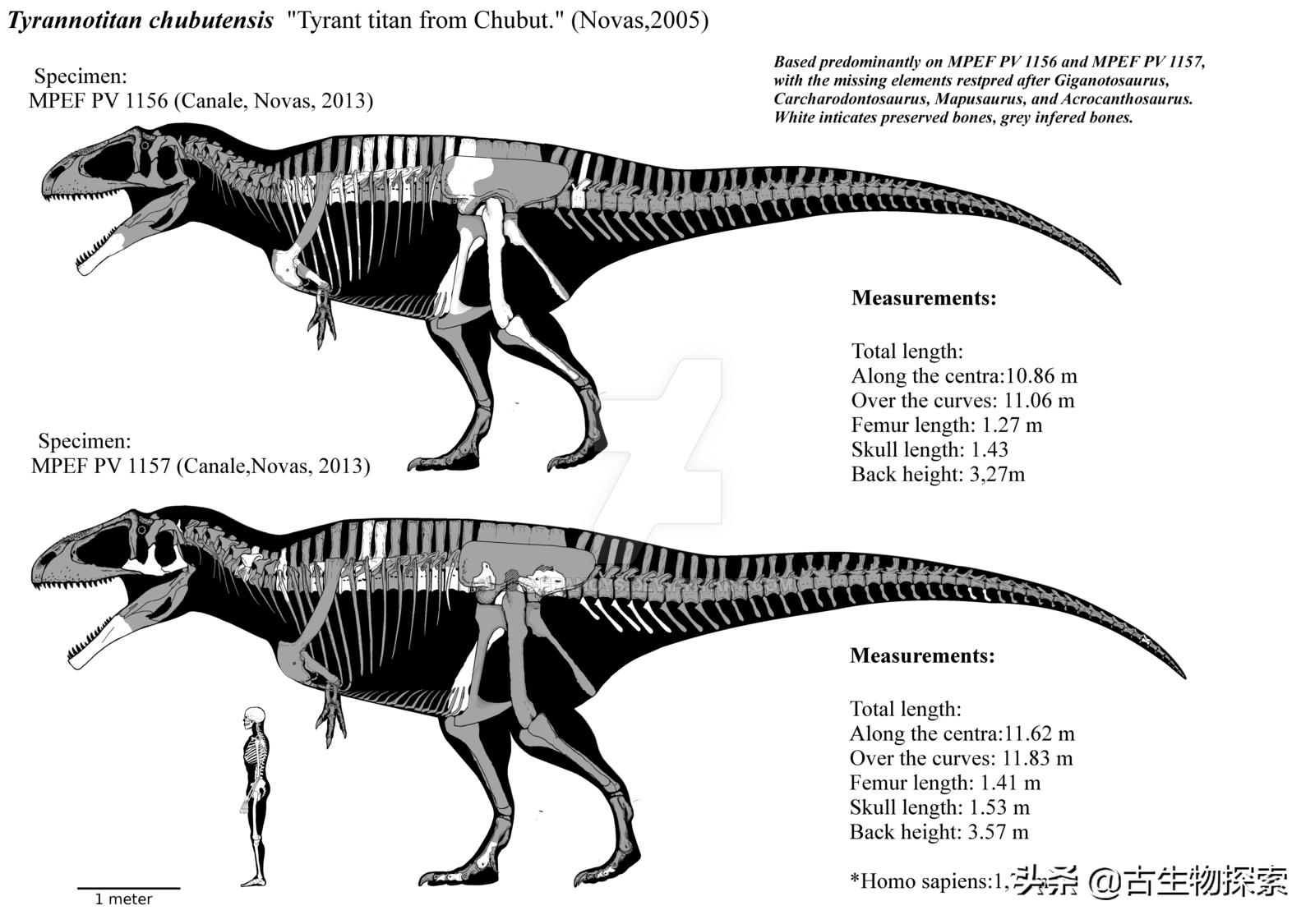 巴塔哥尼亚的巨兽纪录片,巴塔哥泰坦龙介绍