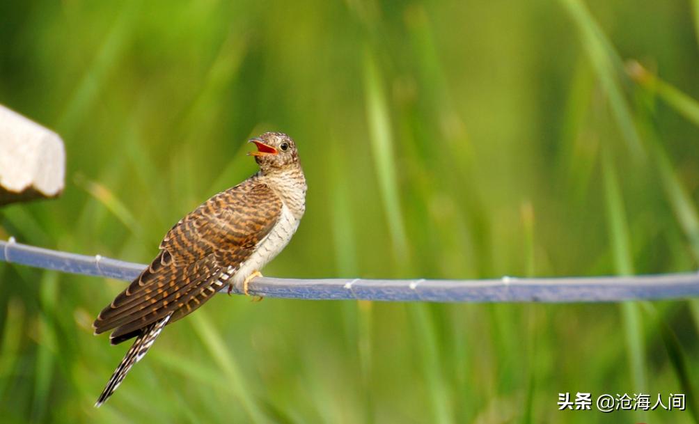 此情可待成追忆只是当时已惘然,此情可待成追忆用意