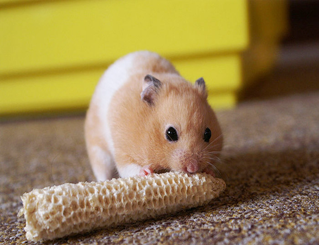 遛仓鼠要注意什么细节问题,仓鼠有必要遛吗为什么