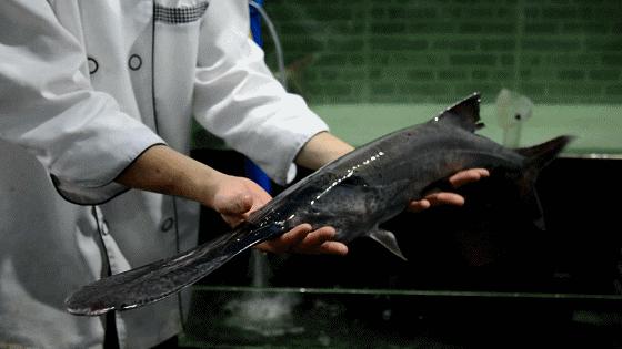 3亿年前的鸭嘴鱼，躲过了自然灾害，却没能逃出小小餐桌