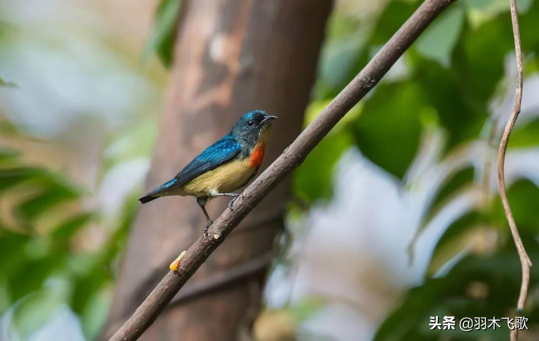 观鸟入门,观鸟小贴士