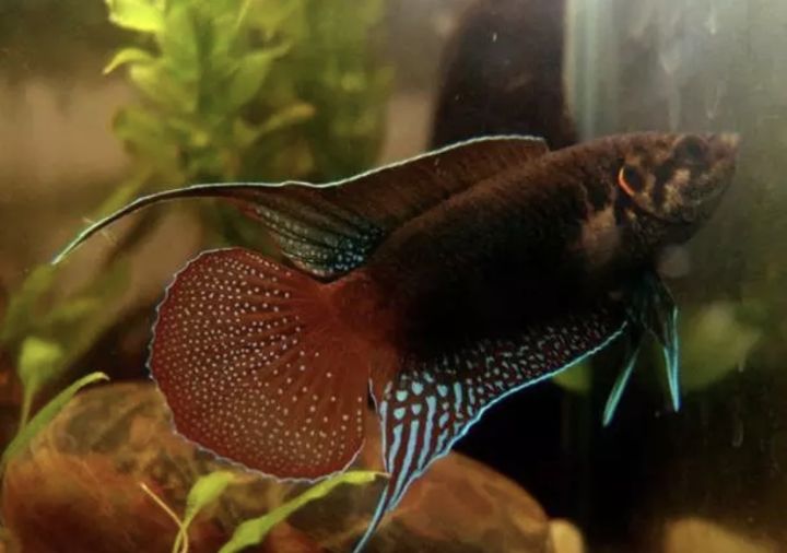 中国斗鱼圆尾和叉尾能杂交吗,圆尾斗鱼和叉尾斗鱼杂交是什么样