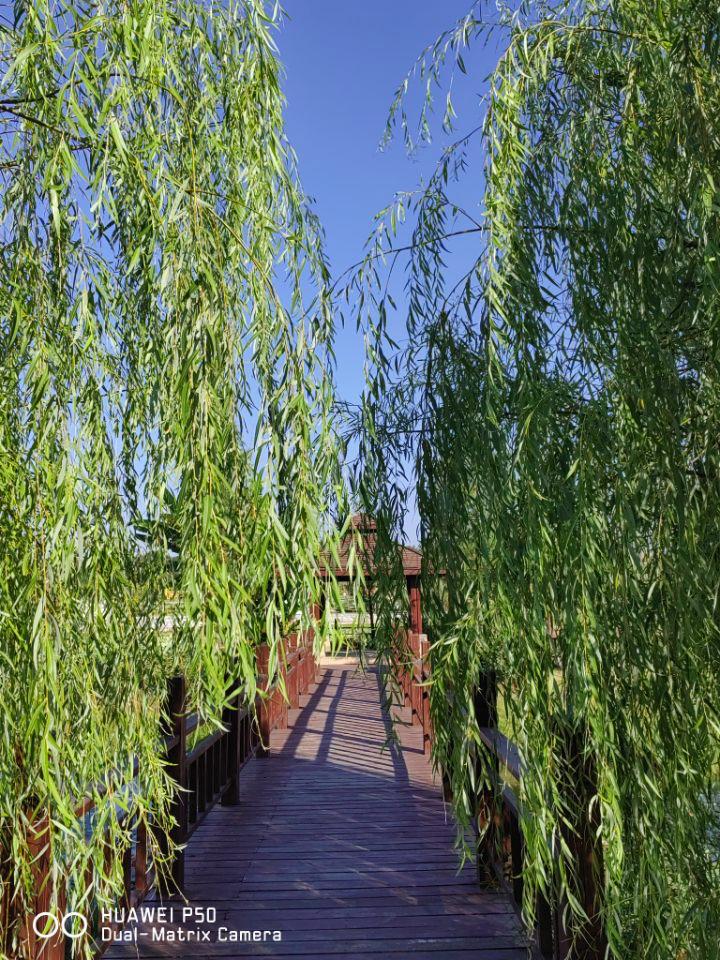 华为p50pro鸿蒙版评测,华为p50pocket鸿蒙