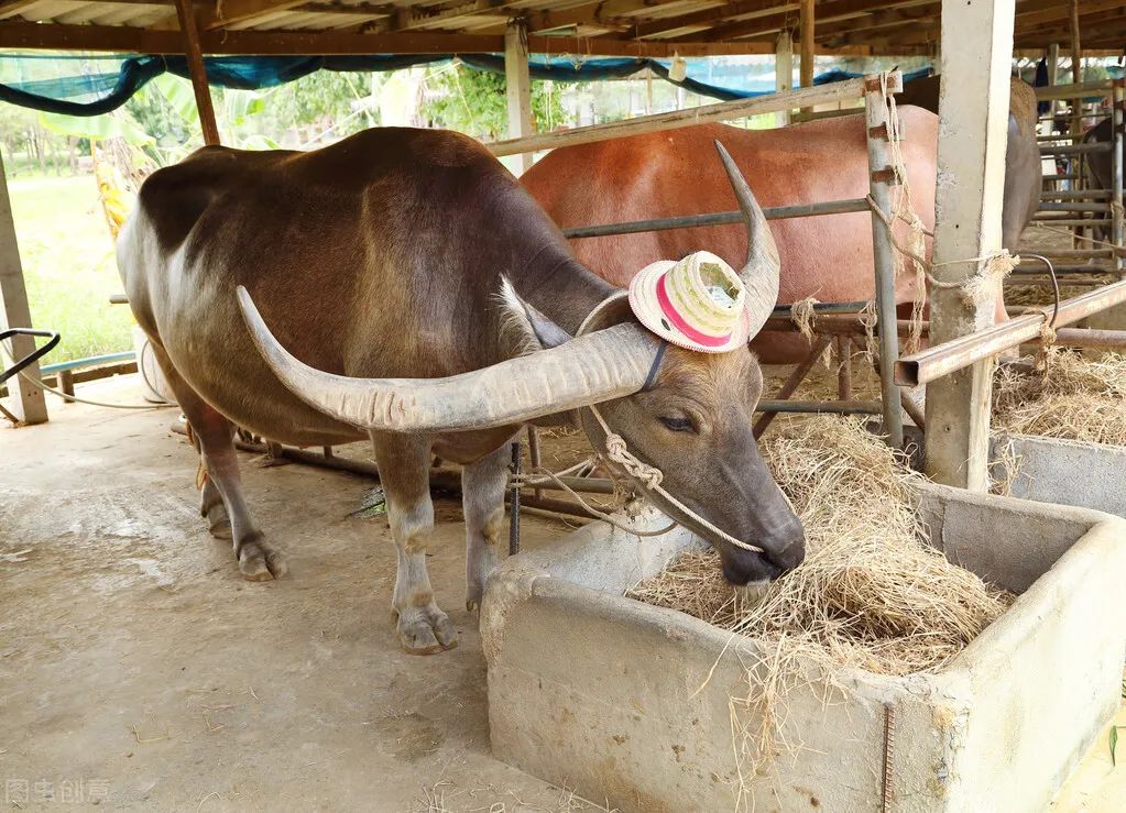 黄花菜能当野菜吃吗,野菜黄花草怎么吃