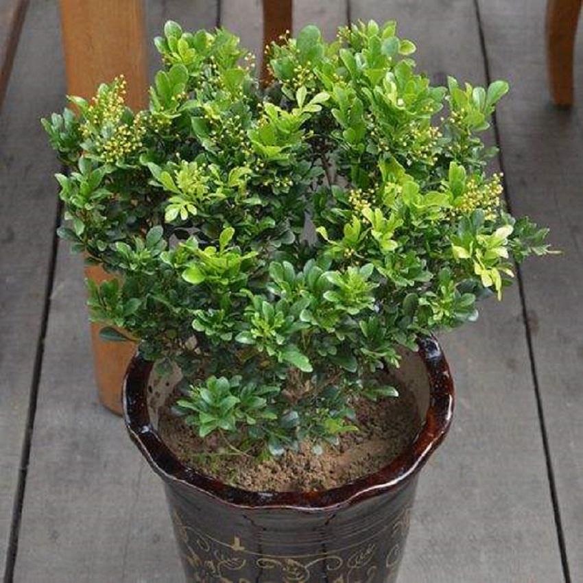 米兰在夏天如何养护,米兰花香味浓郁养护要点