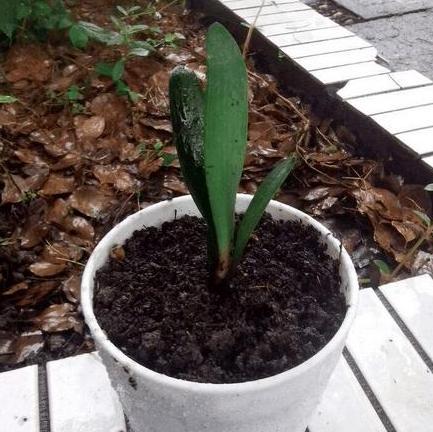 怎样让君子兰快速生根,如何让君子兰快速生根