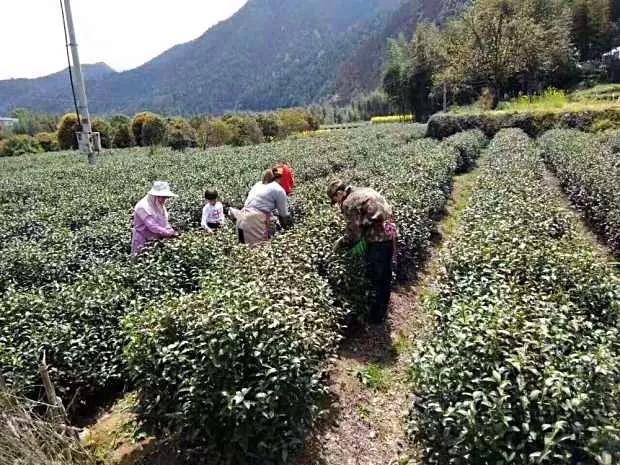 茶叶大户44岁转型干快递，奋斗9年成国家高级工程师