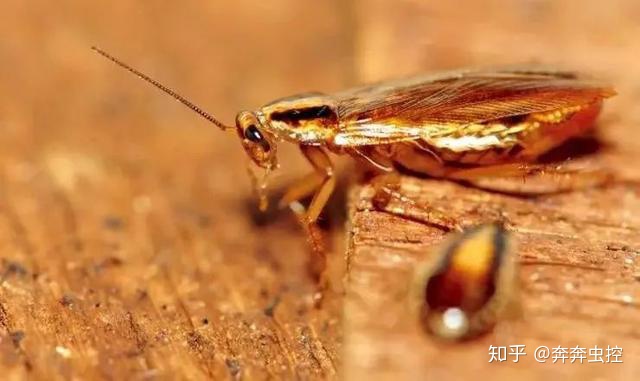 深圳蟑螂为什么灭不掉,南方蟑螂可以灭干净吗